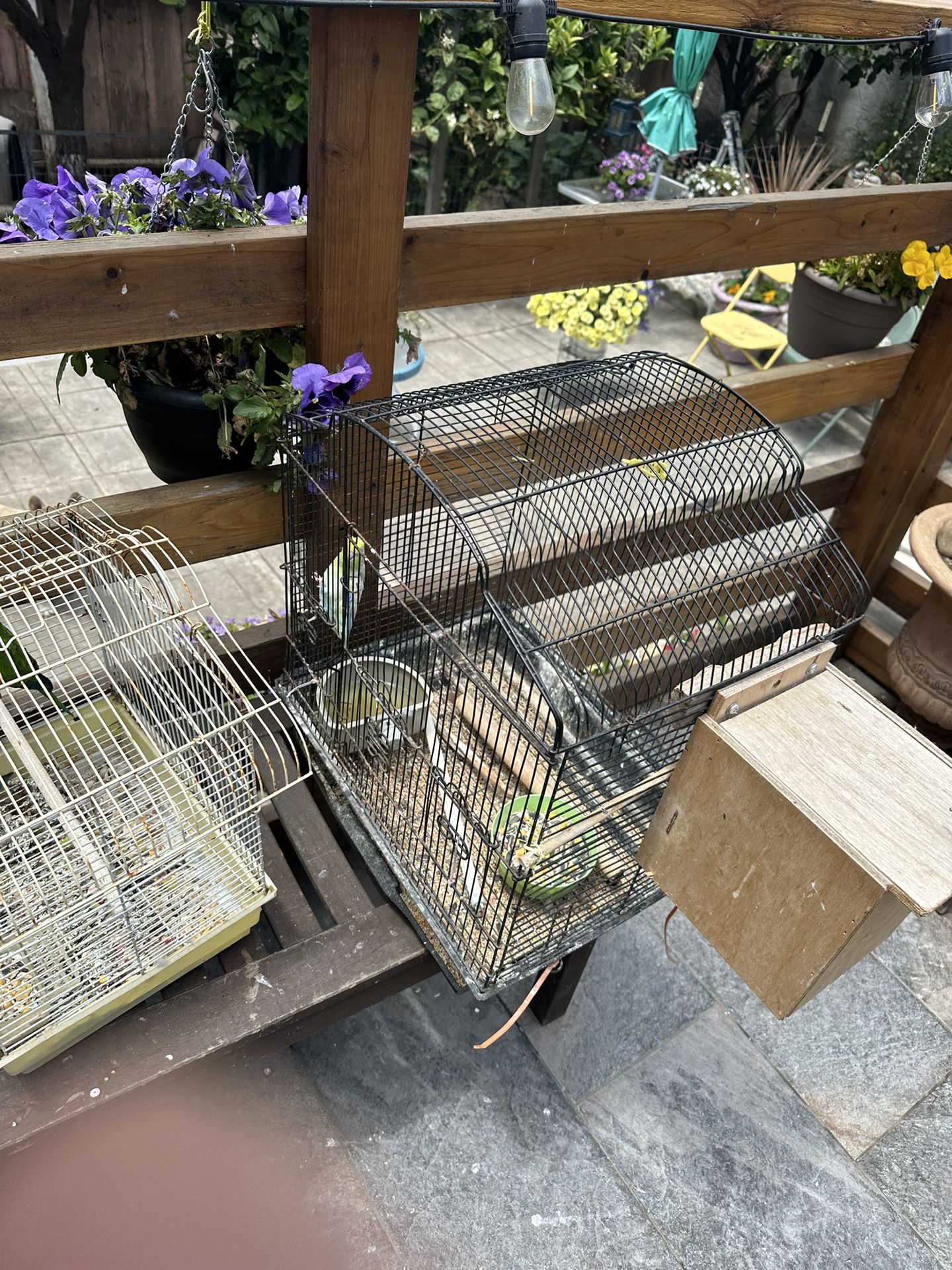Bird Cage