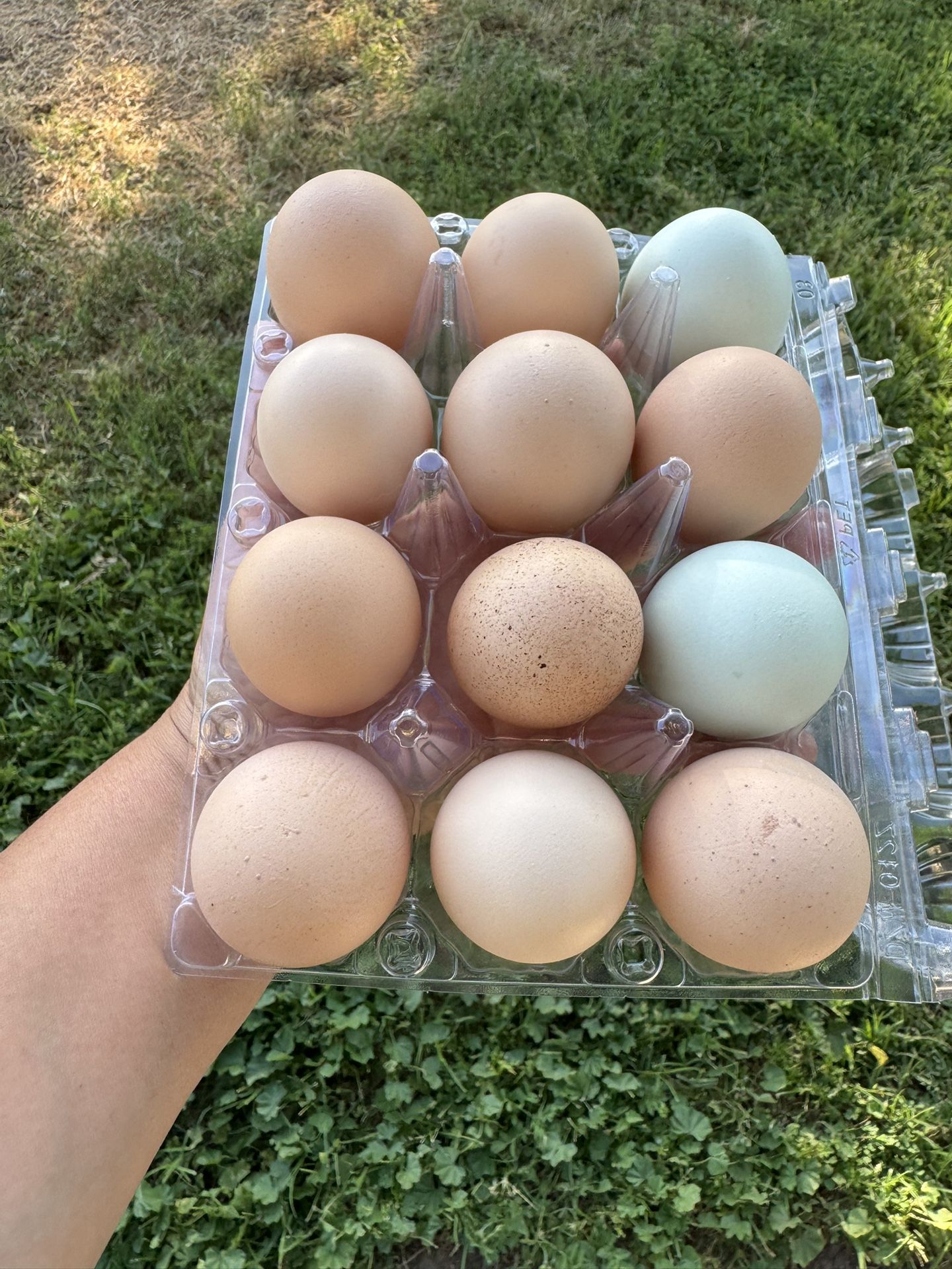 Fresh Eggs