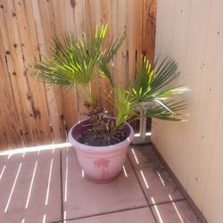 Pigmy Palm tree