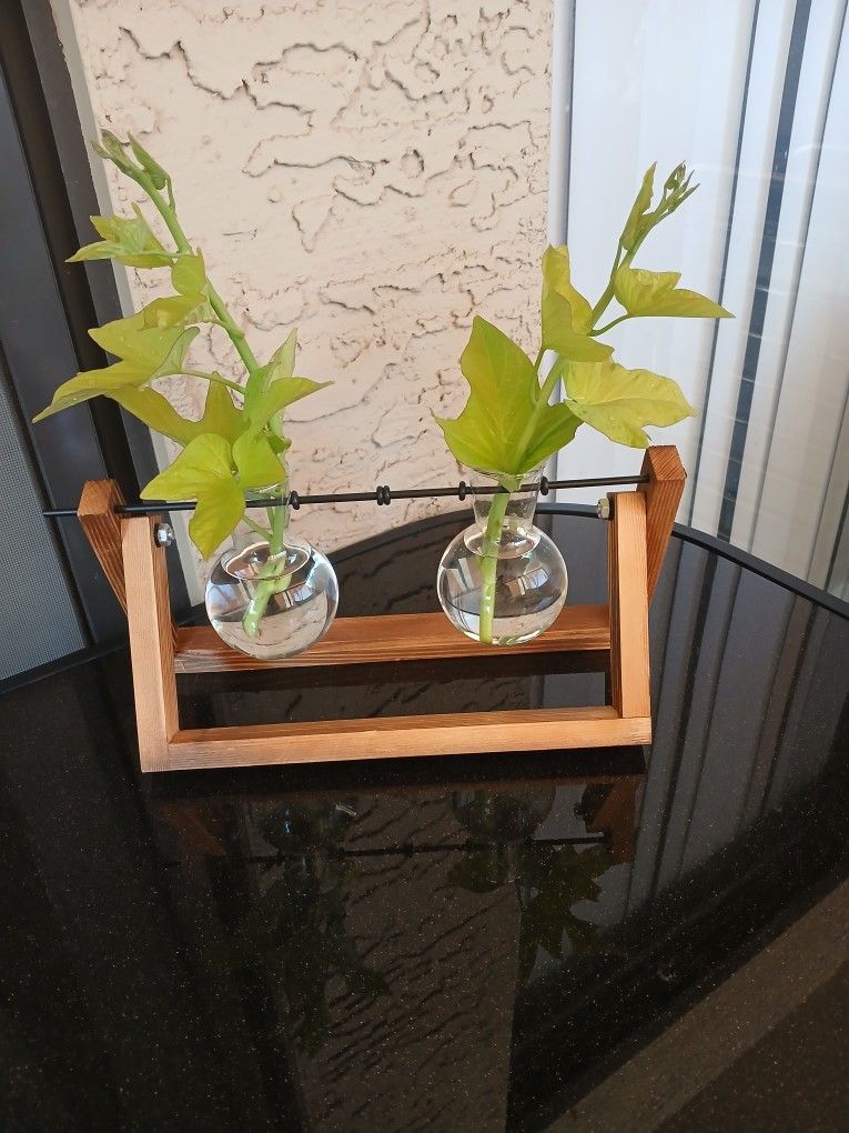 Plant Terrarium