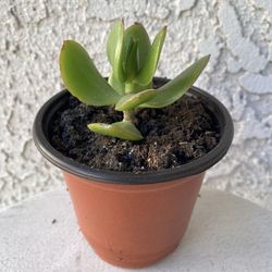 4 Inch Pot Succulent Plant Crassula Ovata Light -  Lemon Jade - Rooted &  Established - Drought Resistant 🪴