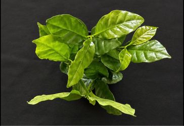 Large Multi-Stem Arabica Coffee Plant