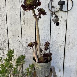 Succulent Black Flower