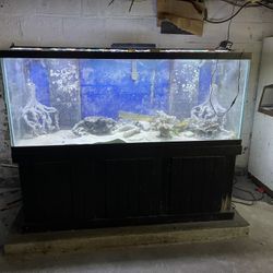 Fish Tank