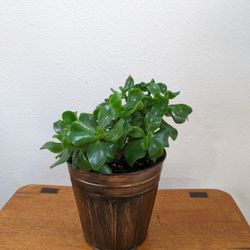 Jade Plant