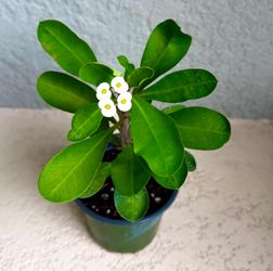 Crown of thorns plant