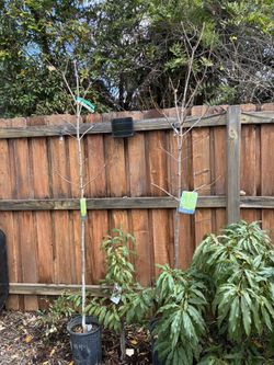 Gold Maple Tree Princeton