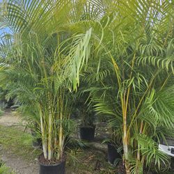 huge sale arecas Over 8 to 9 feet tall Instant Privacy  Hedge  For Fence  