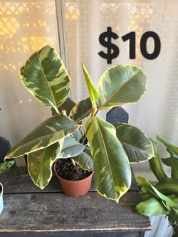 Rubber Tree