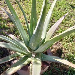 Savila Plant Big Leaf Medicinal Muy Buena