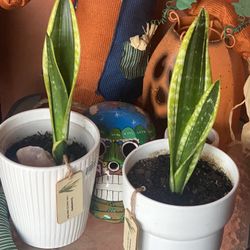 Snake Plants