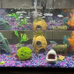 Fish Tank And Accessories 