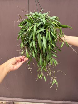 6” hoya wayettii