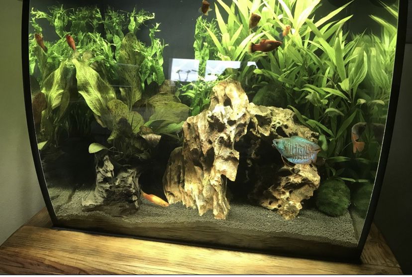 Excellent Condition 15gal Fluval Fish Tank