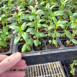 SNAPDRAGONS, in Six Plant Packs
