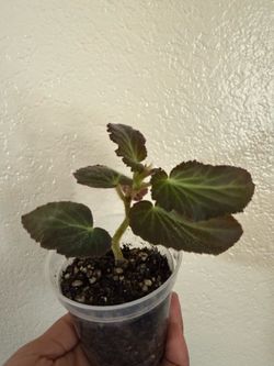 Begonia Withlacoochee