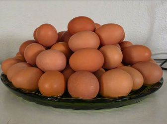 Yard Fresh Eggs