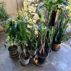 $25 Each Plants Indoor Or Outdoor Ready In Poway 