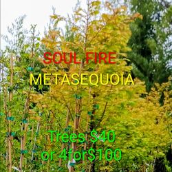 Soulfire Sequoia trees redwoods