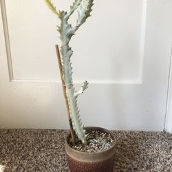 Euphorbia Ghost Bones Plant