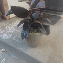 Rubber Tree  7 Inches Ceramic Pot