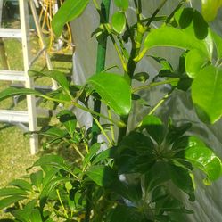 #50 Dwarf umbrella tree 5gal plant 65 " tall