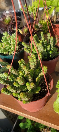 Suculentas Y Cactus 🌵 💕 $10 Each