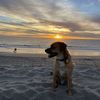 Cesar