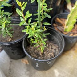 Pomegranate Plant