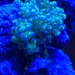 Coral