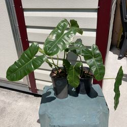 **$9 EACH** Philodendron Burle Marx Plant - *See Info Below ⬇️  Potted Plants 