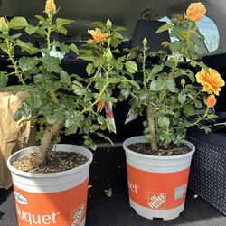 St Tropex Floribunda Rose - Golden Peach Color 