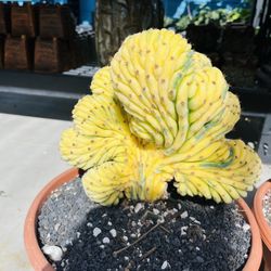 $300 Each For San Pedro Crest Variegated