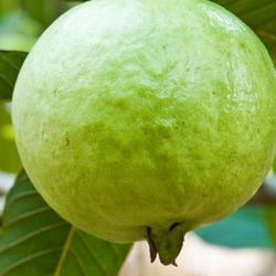 Big Guava Tree