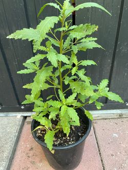 Mexican epazote