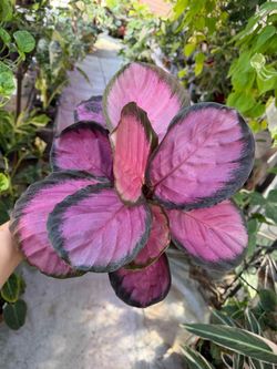 6” Calathea roseopicta