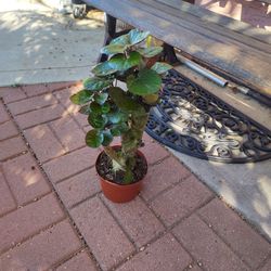 Fabian Aralia Polyscias Plant