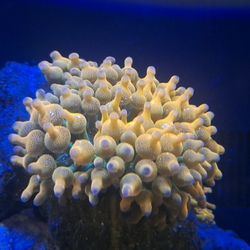 RBTA Bubble TIP Anenomies 