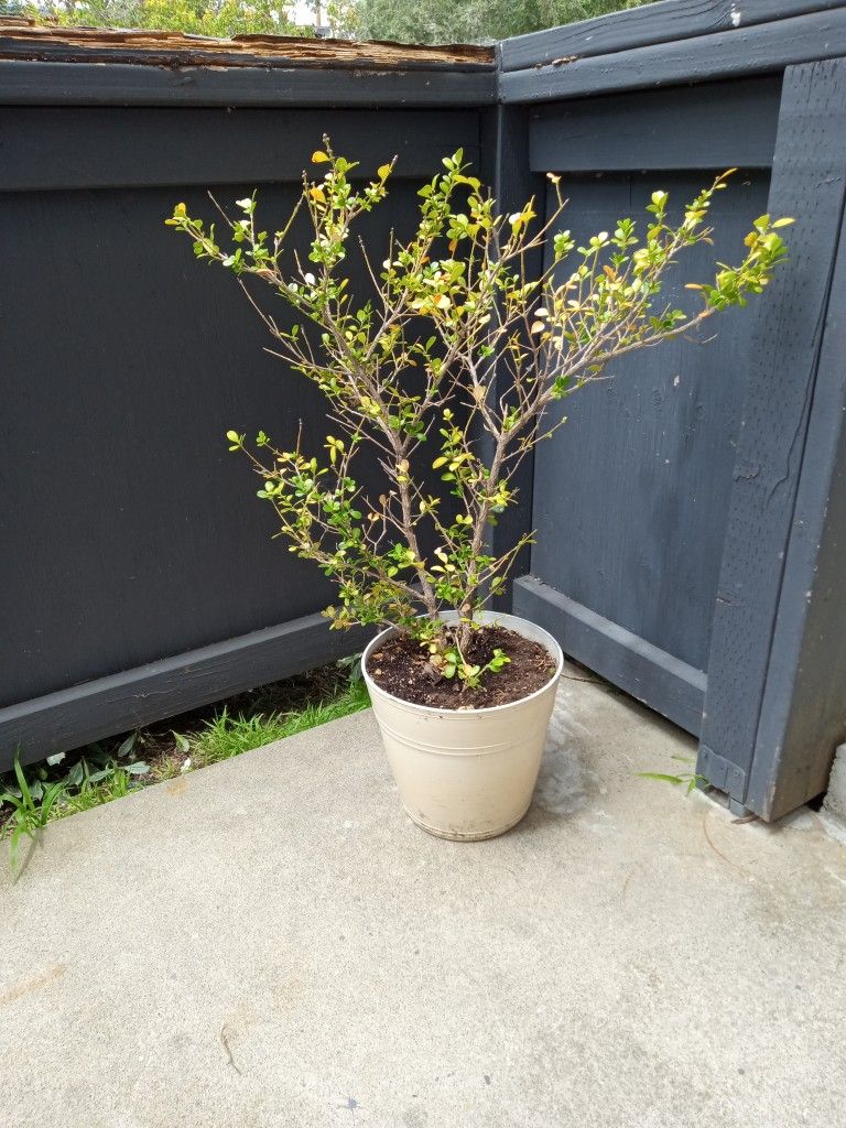 JAPANESE BOXWOOD PLANT