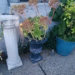 Concrete Flower Pot With Sacculents 