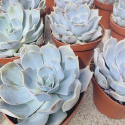 Echeveria Lilicina Succulent
