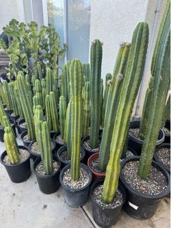 San Pedro cactus