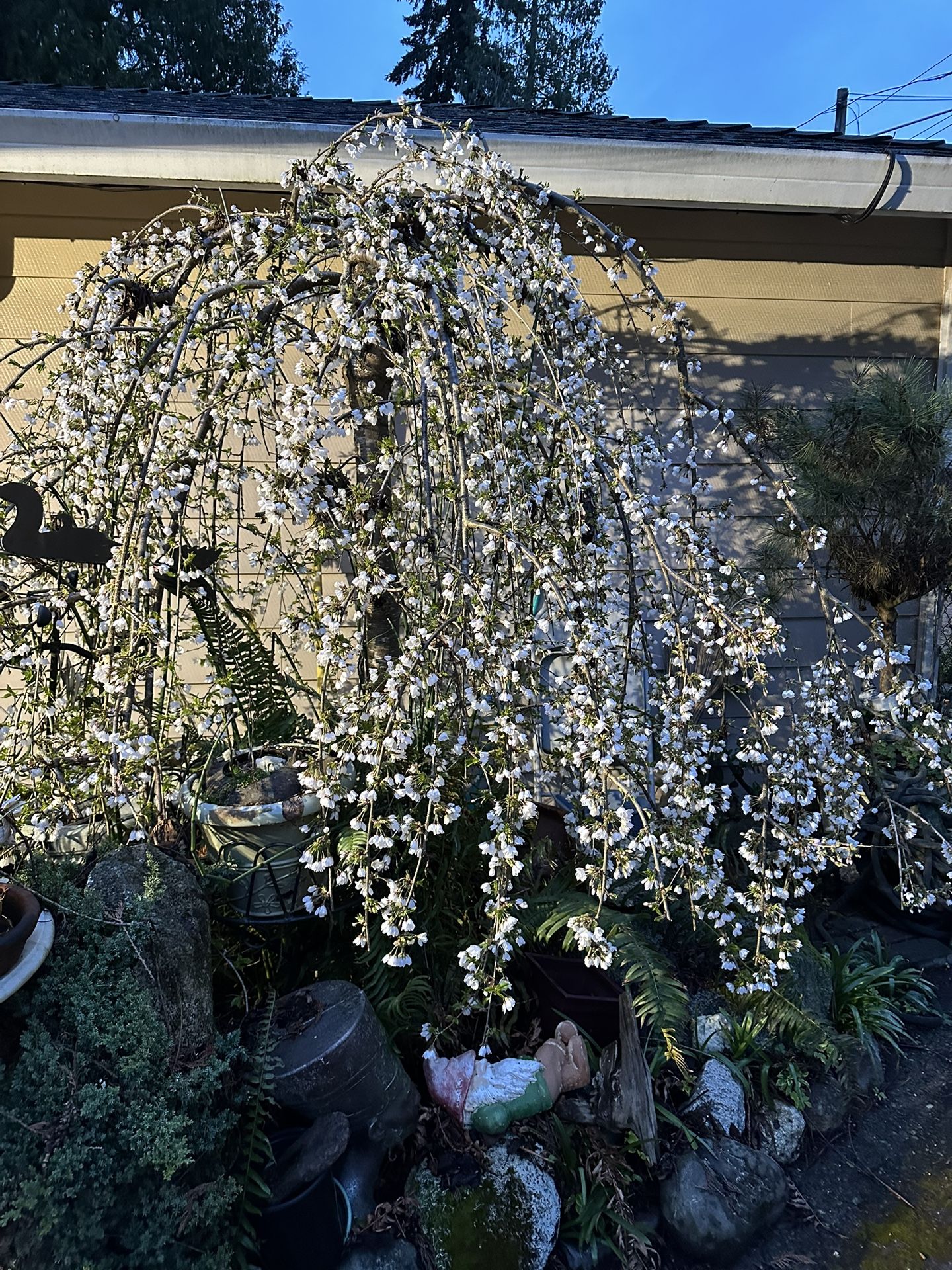 Weeping Snow Fountain Cherry Blossom Tree