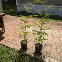 Moringa Plants