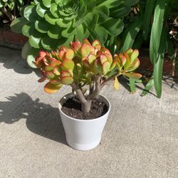 Red Jade Green Succulent In White Ceramic Pot Organic Plant 