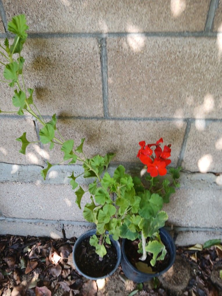 Plantas