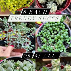 6 Succulents