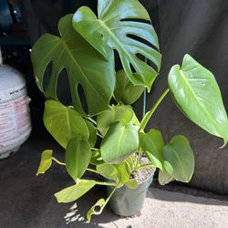 Monstera deliciosa 6in
