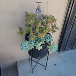 Hand Potted Seculates