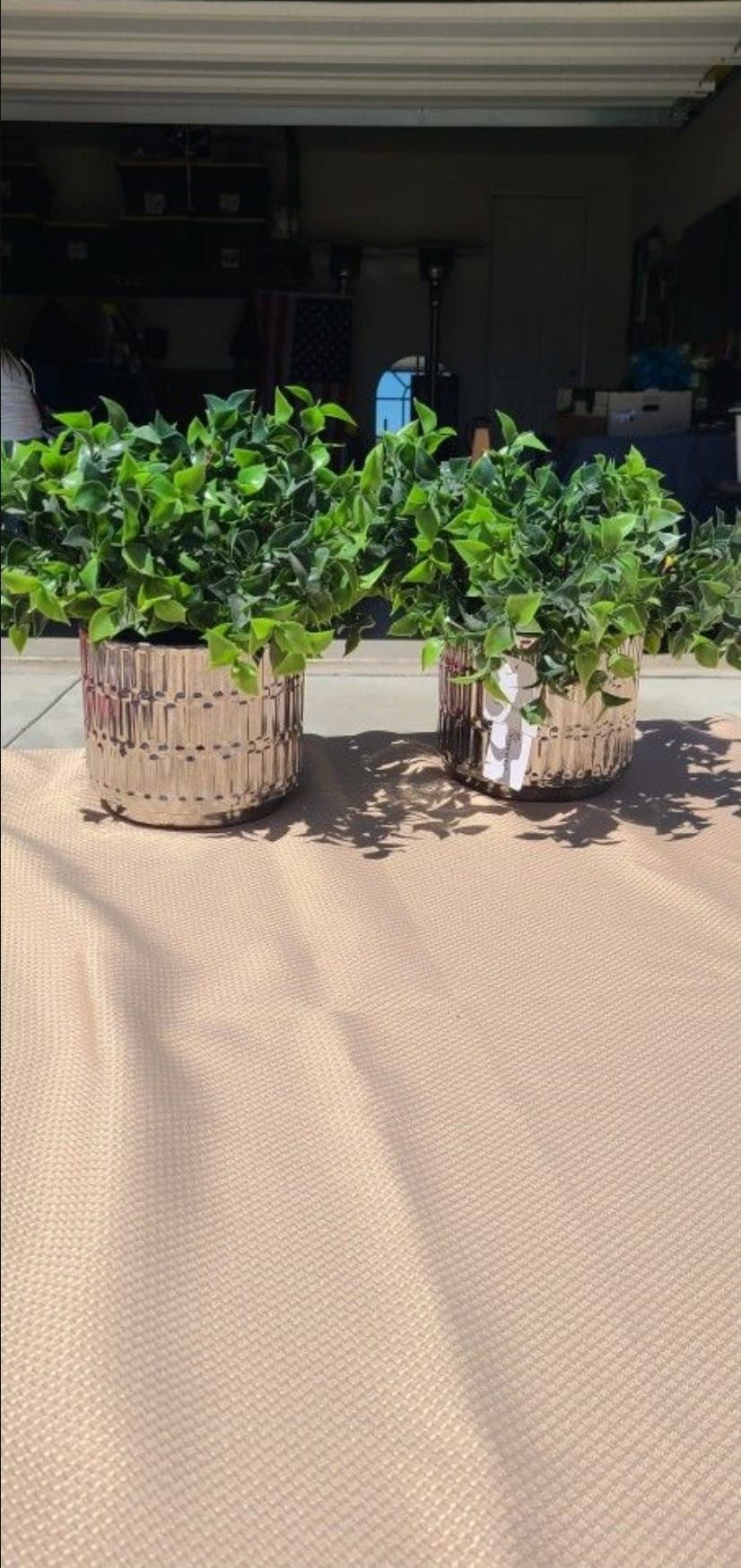 Decor Plants